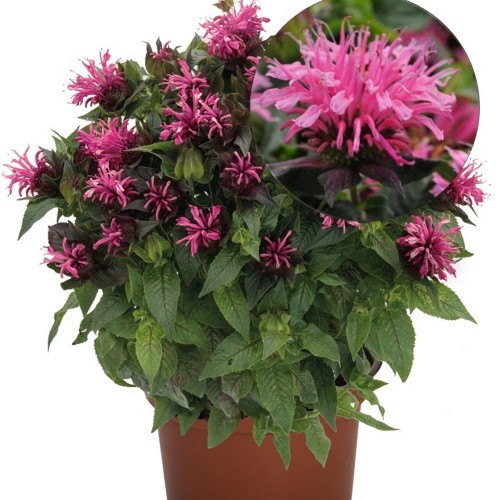 Monarda didyma 'Pocahontas Pink' - Aedmonarda 'Pocahontas Pink'  